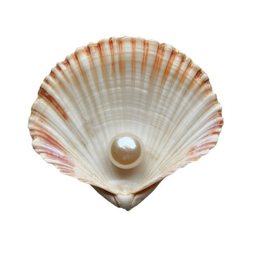 Pearl in Seashell Stock Photo: High Resolution Ocean Image on white background
