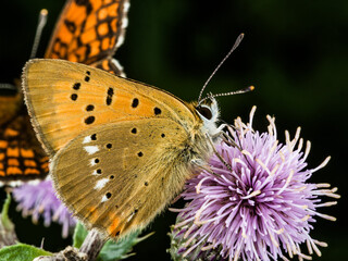 Orange copper butterfly feeding on thistle flower, French Alps
