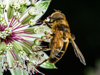 Hoverfly close-up on astrantia flower, French Alps