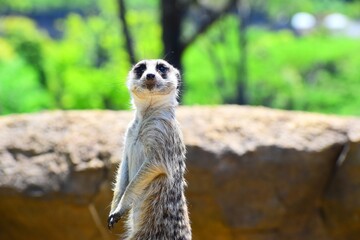 meerkat on a rock