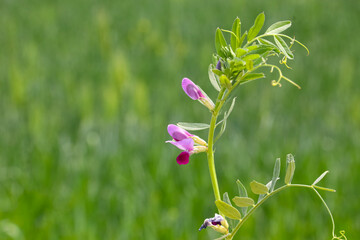 Vicia sativa is a wild plant that grows naturally in cultivated land.
