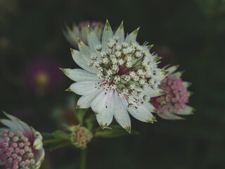 White astrantia flower with soft pink background, French Alps