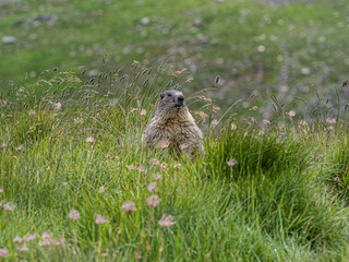 Alpine marmot standing in a mountain meadow, French Alps