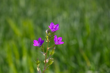 
Venus&rsquo;s looking glass (Legousia speculum-veneris) usually grows on its own at the edge of wheat and barley fields in Diyarbakır in mid-April.