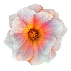 Dahlia flower  on  isolated background with clipping path. Closeup.  Nature.  Transparent background.	