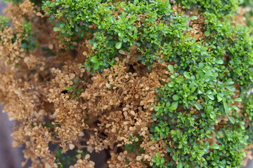 Selective focus on green leaves and dry leaves. Climate change concept. Plant leave burn due to sun heat. nature Change concept. 