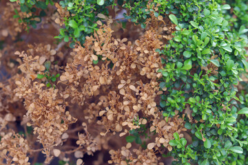 Selective focus on green leaves and dry leaves. Climate change concept. Plant leave burn due to sun heat. nature Change concept. 