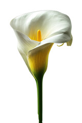 single graceful calla lily perfectly centered and fully isolated on a plain 