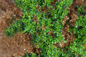 Selective focus on green leaves and dry leaves. Climate change concept. Plant leave burn due to sun heat. nature Change concept. 