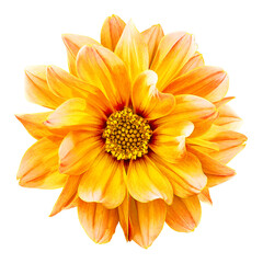 Dahlia flower  on  isolated background with clipping path. Closeup.  Transparent background.	