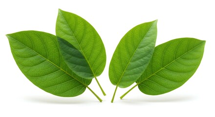 Fototapeta premium Achachairu leaves white. Brazilian food