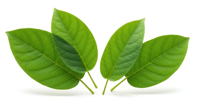 Achachairu leaves white. Brazilian food