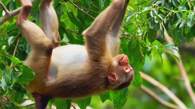 Monkey hanging upside down in tree funny monkey wildlife primate nature