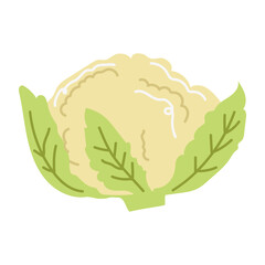 Cauliflower. hand drawn doodle illustration. vector