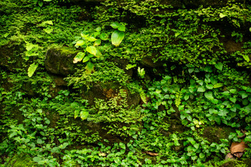 Moss grows on damp rocks in the forest