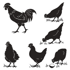 Monochrome Chicken Silhouettes – Infographic Icons Set