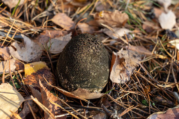 An old mushroom, common earthball (Scleroderma citrinum), also called pigskin poison puffball