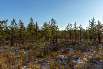 The peat bog in Torfowisko Jeziorek Natural Reserve in winter, Mazovia District, Poland