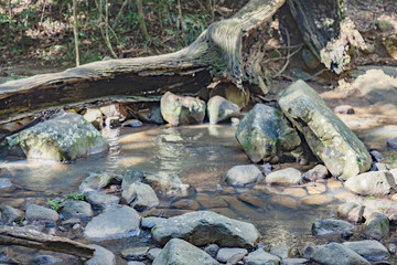 Wasserlauf ien einem Regenwald