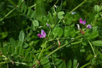 Narrow-leaved Vetch ( Vicia sativa ) flowers. Fabaceae annual vine. Purple-red butterfly-shaped flowers bloom from spring to early summer.