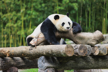 One giant panda lying on tree logs