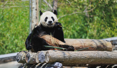 Giant panda eating bamboo in park © lzf