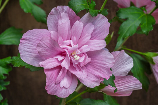 Closeup view of delicate pink and purple red double flower of hibiscus syriacus aka shrub althea or rose mallow blooming outdoors
