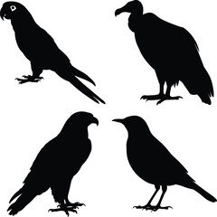 Black Silhouettes of Parrot, Vulture, Hawk, and Robin Birds on White Background