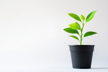 Obraz premium A small green plant with vibrant leaves grows in a simple black pot against a white background.