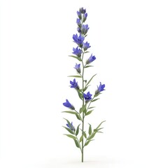 Fototapeta premium Lavender-blue bellflower plant isolated on white.