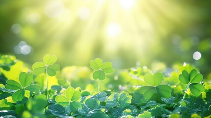 Green Clover Leaves with Sunlight Streaming Through