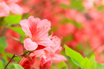 ツツジの花　クローズアップ