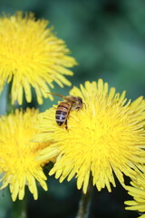 bee on a dandelion