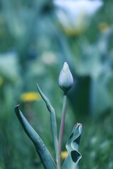 bud leaf in a field