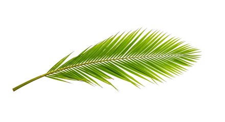 Obraz premium Coconut leaf white background. Brazilian food
