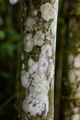  Multi-colored, textured, mottled, patterned tree trunk and bark.