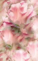 Pink tulips  flower and petals. Floral vertical  background. 
