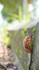 cicadas that have died and left their shells
