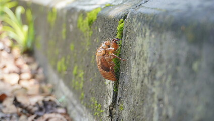 cicadas that have died and left their shells