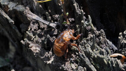 cicadas that have died and left their shells