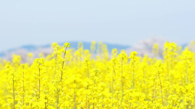 In spring, rape blossoms in yellow, with cherry blossoms in the back.