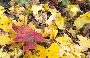 Fall season. Blurred background with autumn forest. Sunny fall backdrop with fallen leaves. Maples trees with yellow and orange leaves. Horizontal nature banner with yellow and orange autumn leaf