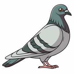 Obraz premium Realistic full-body illustration of a Rock Dove, an American domestic bird, depicted on a clean white background. Perfect for nature, bird, and wildlife-themed designs.