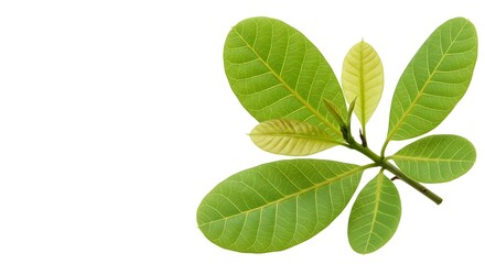 Cashew nuts leaves white background. Brazilian food