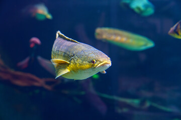 Silver arowana fish swimming in aquarium tank..
