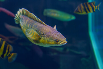 Silver arowana fish swimming in aquarium tank..