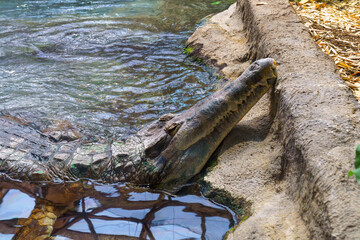 Gharial crocodile resting by the water in a zoo enclosure