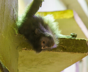 avan lutung monkeys resting and climbing in indoor zoo habitat