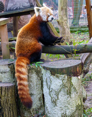 Red panda on tree stump in zoo enclosure