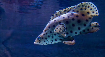 Spotted leopard coral grouper swimming in tropical marine aquarium..